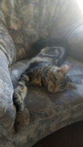 13912615_501001643426286_7066057220781122321_n