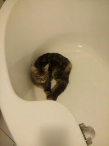 14068150_509889365870847_1479674126634447788_n