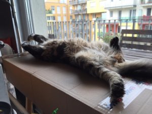 14068364_506714996188284_8087709183810614752_o