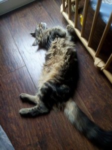 14212071_513438258849291_1509329226023684418_n