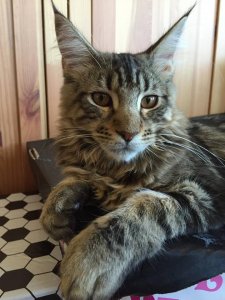 Aktuális pofázmányom